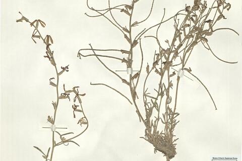 Matthiola longipetala (Vent.) DC. subsp. kralikii (Pomel) Maire -  RO-HSepv 15084 photo