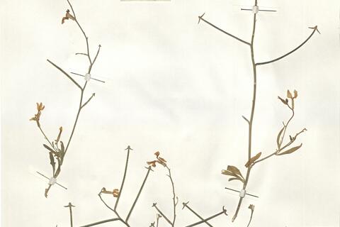 Matthiola longipetala (Vent.) DC. subsp. longipetala -  RO-HSepv 15085 photo