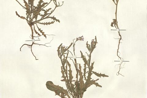 Matthiola parviflora (Schousb.) R. Brown -  RO-HSepv 13136 photo