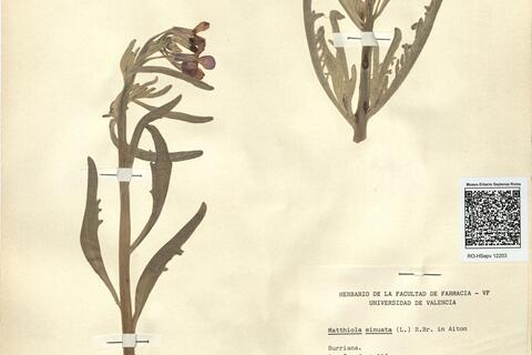 Matthiola sinuata (L.) R. Brown -  RO-HSepv 12203 photo
