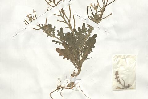 Matthiola tricuspidata (L.) R. Brown -  RO-HSepv 19019 - immagine 2