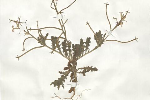 Matthiola tricuspidata (L.) R. Brown -  RO-HSepv 19019 photo