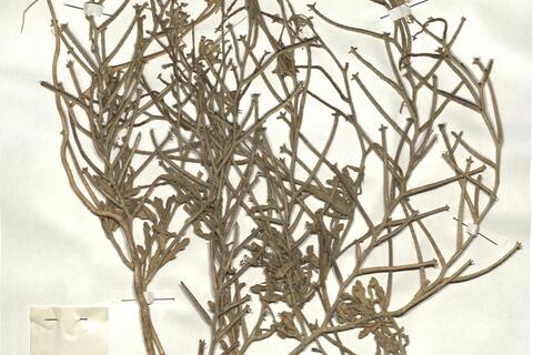 Matthiola tricuspidata (L.) R. Brown -  RO-HSepv 17943 photo