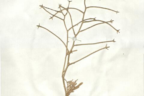 Matthiola tricuspidata (L.) R. Brown -  RO-HSepv 16961 - immagine 2