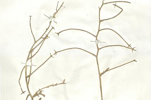 Matthiola tricuspidata (L.) R. Brown -  RO-HSepv 16961 photo