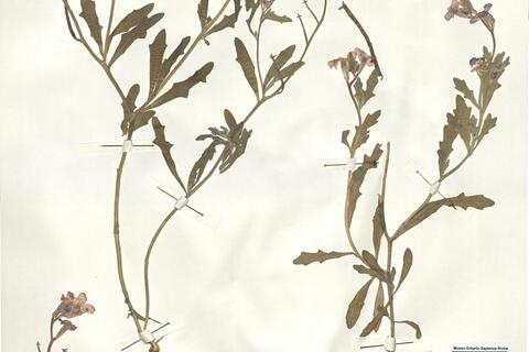 Matthiola tricuspidata (L.) R. Brown -  RO-HSepv 14093 photo