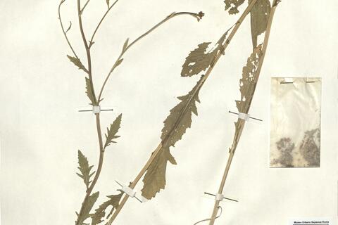 Rorippa x armoracioides (Tausch) Fuss  -  RO-HSepv 13140 photo