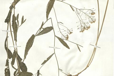 Rorippa austriaca (Crantz) Bess. -  RO-HSepv 17947 photo