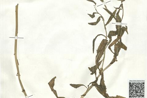 Rorippa austriaca (Crantz) Bess. -  RO-HSepv 17946 photo