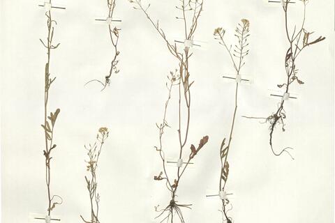 Rorippa brachycarpa (C.A. Mey.) Hayek  -  RO-HSepv 16075 photo