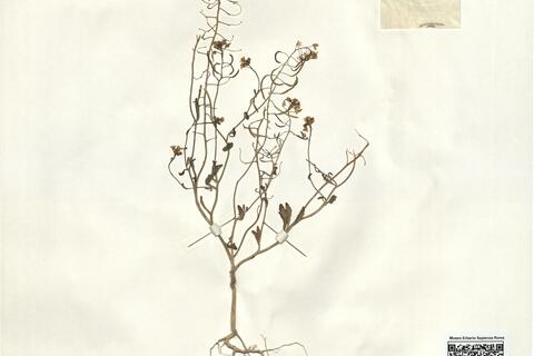 Nasturtiopsis coronopifolia (Desf.) Boiss. subsp. coronopifolia var. dasycarpa O.E. Schulz -  RO-HSepv 14096 photo