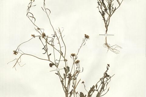 Nasturtiopsis coronopifolia (Desf.) Boiss. subsp. coronopifolia var. coronopifolia -  RO-HSepv 14095 photo