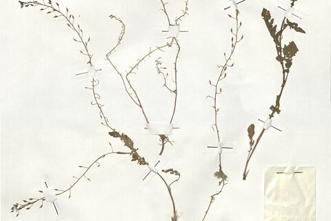 Rorippa x erythrocaulis Borb. -  RO-HSepv 19021 photo