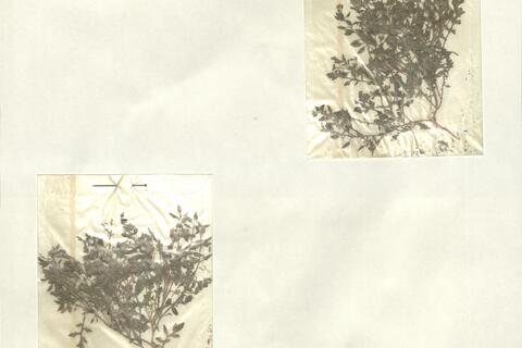 Rorippa islandica (Gunnerus) Borb. -  RO-HSepv 13139 photo