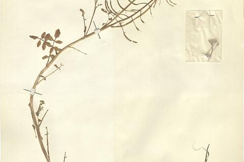 Nasturtium microphyllum (Boenn.) Reichenb. -  RO-HSepv 11272 photo