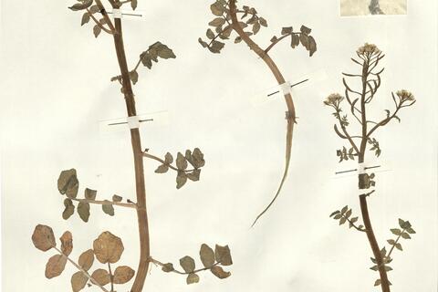 Nasturtium officinale R. Brown -  RO-HSepv 15087 photo