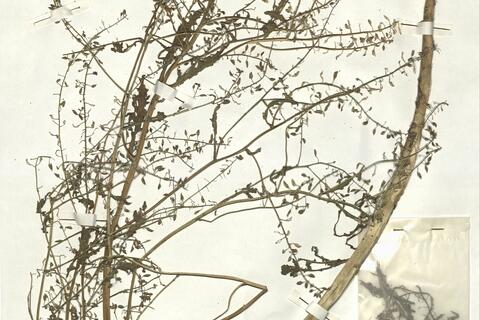 Rorippa palustris (L.) Bess. -  RO-HSepv 16962 photo