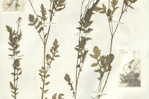 Rorippa palustris (L.) Bess. -  RO-HSepv 16076 photo