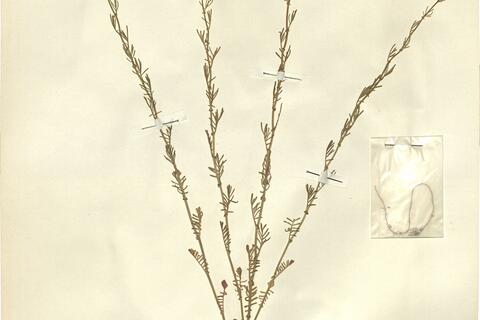 Rorippa pyrenaica (Lam.) Reichenb. -  RO-HSepv 11274 photo