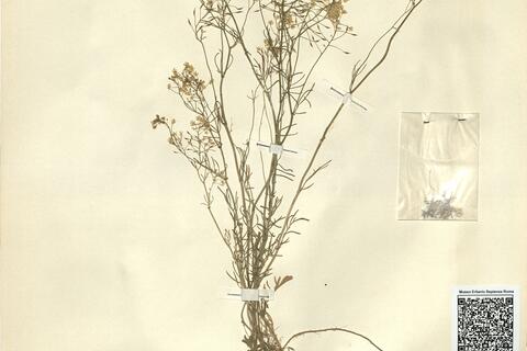Rorippa pyrenaica (Lam.) Reichenb. -  RO-HSepv 11273 photo