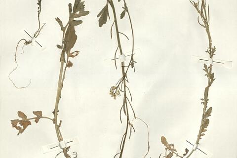 Barbarea intermedia Boreau -  RO-HSepv 15045 photo