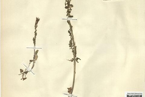 Barbarea intermedia Boreau -  RO-HSepv 12168 photo