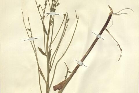 Barbarea stricta Andrz. -  RO-HSepv 13098 photo