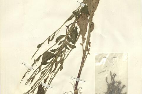 Barbarea stricta Andrz. -  RO-HSepv 13098 - immagine 2
