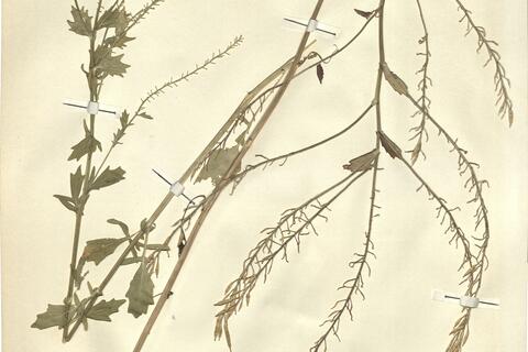 Barbarea x schulzeana Hausskn. -  RO-HSepv 12170 photo