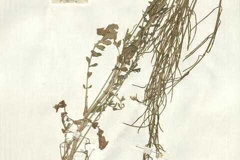 Barbarea verna (Mill.) Aschers. -  RO-HSepv 15046 photo