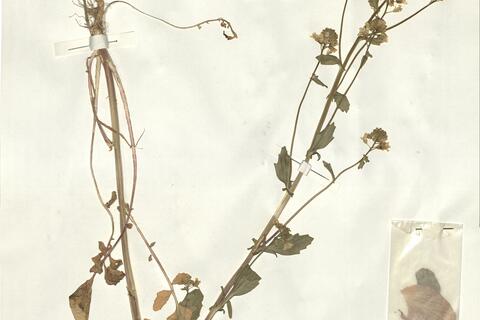 Barbarea vulgaris L. -  RO-HSepv 15047 photo