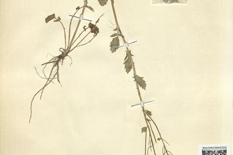 Barbarea vulgaris R. Brown -  RO-HSepv 12169 photo