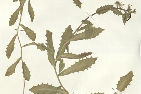 Arabis alpina L. - RO-HSepv 16030 photo