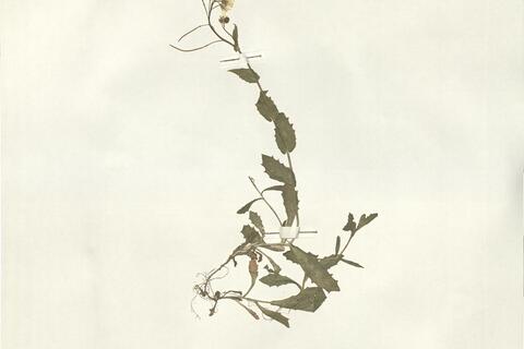 Arabis alpina L. subsp. alpina -  RO-HSepv 16029 photo