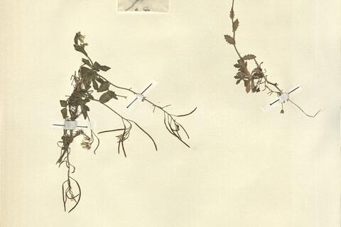 Arabis alpina L. -  RO-HSepv 13092 photo