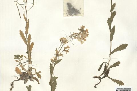 Arabis alpina L. subsp. caucasica (Willd.) Briq. -  RO-HSepv 14060 photo