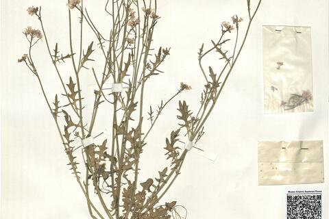 Cardaminopsis arenosa (L.) Hayek subsp. borbasii (Zapal.) Pawl. ex Scholz -  RO-HSepv 15062 photo