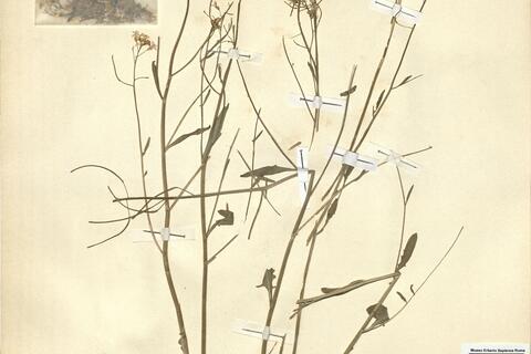 Cardaminopsis arenosa (L.) Hayek  -  RO-HSepv 11257 photo