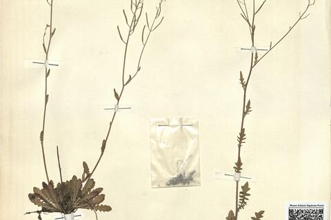 Cardaminopsis arenosa (L.) Hayek subsp. arenosa - RO-HSepv 11256 photo