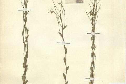 Arabis auriculata Lam. - RO-HSepv 12166 photo