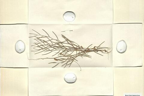 Arabis auriculata Lam. -  RO-HSepv 11243 photo