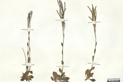 Arabis bellidifolia Crantz subsp. bellidifolia -  RO-HSepv 16935 photo