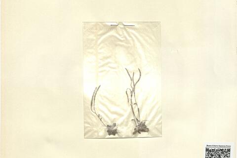 Arabis bellidifolia Crantz subsp. stellulata (Bertol.) Greuter & Burdet -  RO-HSepv 13093 photo