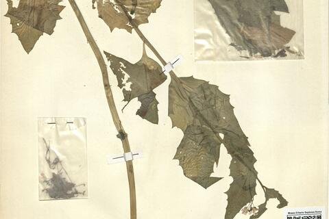 Arabis cebennensis DC.  -  RO-HSepv 11244 photo