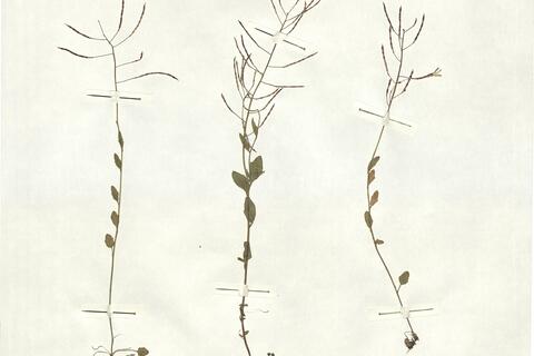 Cardaminopsis halleri (L.) Hayek subsp. halleri -  RO-HSepv 16947 photo