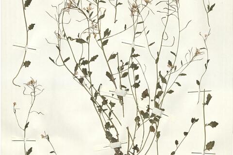 Cardaminopsis halleri (L.) Hayek subsp. halleri -  RO-HSepv 14071 photo