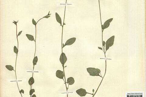 Cardaminopsis halleri (L.) Hayek subsp. halleri -  RO-HSepv 12180 photo