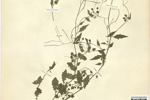 Cardaminopsis halleri (L.) Hayek subsp. halleri -  RO-HSepv 11258 photo