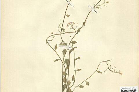 Cardaminopsis halleri (L.) Hayek subsp. ovirensis (Wulfen) Hegi & E. Schmid -  RO-HSepv 11259 photo