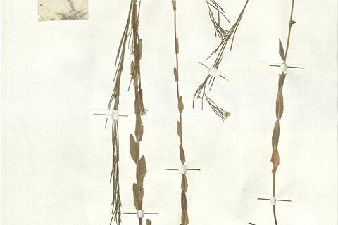 Arabis hirsuta (L.) Scop. var. hirsuta -  RO-HSepv 16936 photo